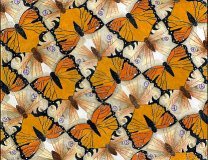 Tesselation of Butterflies